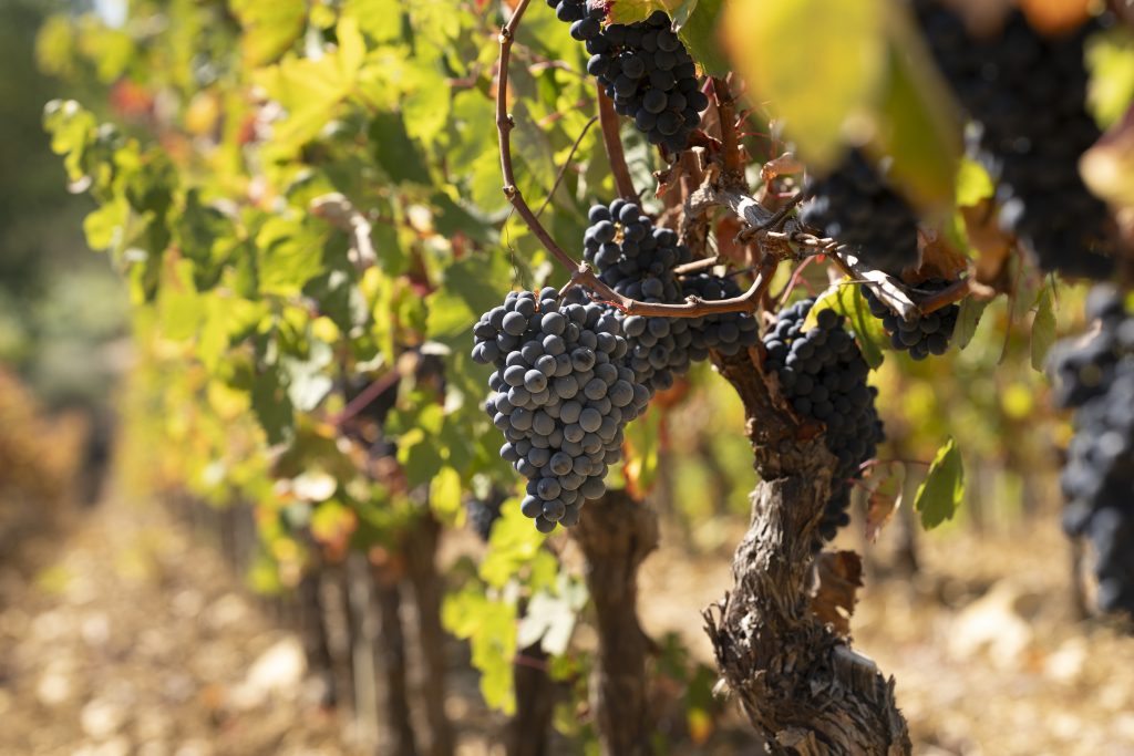 Ataide Semedo — Weingut