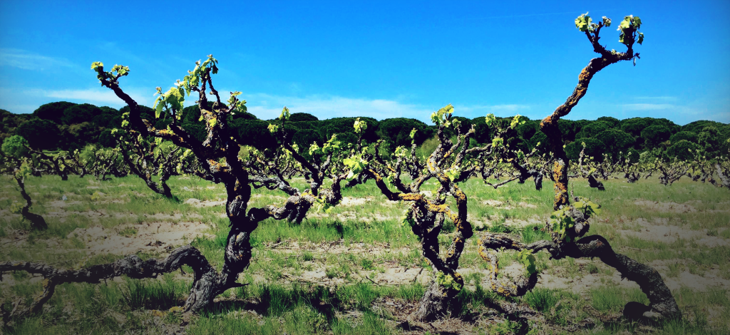 Pegos Claros — Weingut